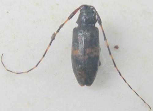 Réf. 335 160 : Leiopus sp.